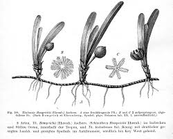 Image result for Thalassia hemprichii