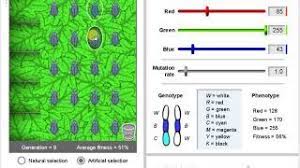 It's suitable for making meals such as chili, spaghetti, sloppy joes, tacos and casseroles. Evolution Natural And Artificial Selection Gizmo Activity 1 Tutorial Youtube