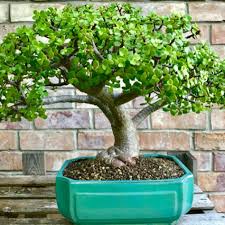 Portalucaria Afra Jade Plant Bonsai Bonsai Bonsai Plants