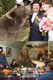 Yellowstone national park lodges offers nine lodging facilities, in which two winter lodges are opened just before christmas. A Man In Yellowstone Has An 800 Pound Pet Grizzly Bear Named Brutus Brutus Was The Best Man At His Wedding And Sits At The Tables With Them At Thanksgiving 9gag