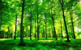 高清自然生态风景屏保电脑桌面主题壁纸图片下载 二 forest mural photo wallpaper forest photos