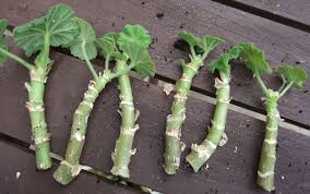 Image result for cuttings of geraniums