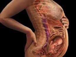 If you're 23 weeks pregnant, you're in month 6 of your pregnancy. Pin On Pregnancy