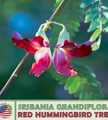 Image result for Sesbania grandiflora