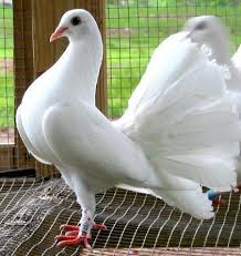Fantail Pigeon Pigeon Pictures Pigeon Bird Fantail Pigeon
