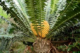 Image result for Encephalartos transvenosus