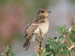 Black Birds In Pakistan Siberian Stonechat Saxicola Maurus By Imran Shah In Pakistan Bird Breeds Beautiful Birds Stonechat