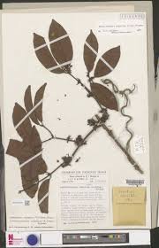 Image result for Landolphia robustior