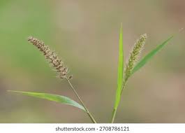 Image result for Setaria sp.