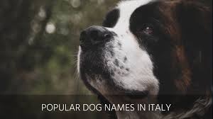 Kunyas are more personalized and, like you said, derive from your name or a trait a person associates with you while pet names (like farkh) can be used. Ultimate List Of The Top 250 Italian Dog Names Cute Unique Cool Funny And Popular Puppy Name Ideas