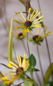 Image result for Grona stolzii