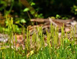 Maybe you would like to learn more about one of these? Seedless Vascular Plants Biology For Non Majors Ii