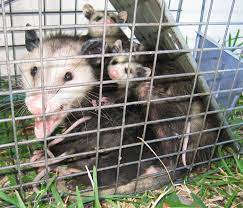 How do i get rid of possums in my garden. Top 10 Home Remedies To Get Rid Of Possums Plus 2 Lethal Solutions Pest Wiki