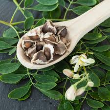 Image result for Moringa