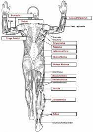 You have over 600 muscles in your body! Muscles Labeling Full Body