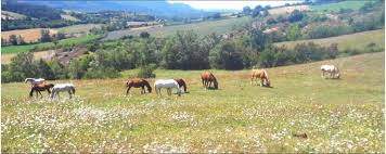 Check spelling or type a new query. La Cavalerie De Notre Centre Equestre A La Bastide Pradines Les Chevaux Du Rajal