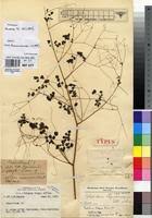 Image result for Thalictrum rhynchocarpum