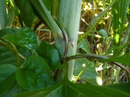 Image result for Basella