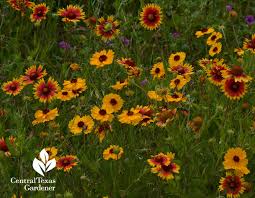 Yarrow plants were widely used medicinally prior to modern times to staunch the flow of blood. Wild About Wildlife Native Plants All Year Central Texas Gardener