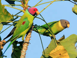 Check spelling or type a new query. Plum Headed Parakeet Wikipedia