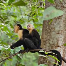 Monkey House, Sloth & Beach Adventure - 2026 (Verified Reviews)