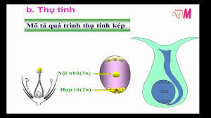 We did not find results for: Sinh Sáº£n Há»¯u Tinh La Gi So Sanh Sinh Sáº£n Há»¯u Tinh á»Ÿ Ä'á»™ng Váº­t Va Thá»±c Váº­t Máº¹o Váº·t Bá» Tui