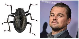 Представники тваринного та рослинного світу