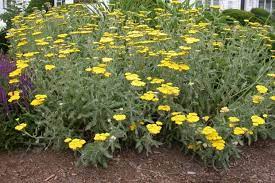Fern Leaf Yarrow Umass Amherst Greenhouse Crops And Floriculture Program