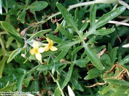Image result for Kalanchoe lanceolata