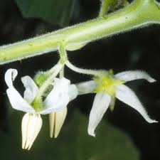 Image result for Solanum supinum