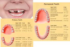 Baby Teeth Eruption Chart When Do They Come In And When Do