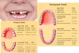 baby teeth eruption chart when do they come in and when do