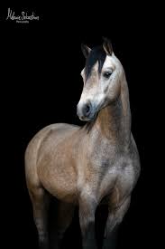 Welsh B Hengst By Melanie Sebastian Photography Tierfotografie Ponyhengst Welshpony Falbe Falbe Tierfotografie Ausgestopftes Tier
