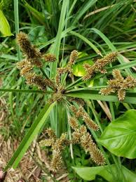 Image result for Cyperus alopecuroides