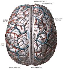 Comes off the subclavian a., ascends although the internal carotid a. Superior Cerebral Veins Wikipedia