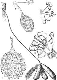 Image result for Sphaerocoryne gracilis