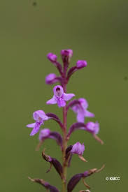 Image result for Cynorkis brevicalcar