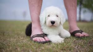 Advice from breed experts to make a safe choice. Wallace Old English Sheepdog Puppy Youtube