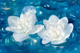 Our floral photography provides you with a diverse variety of flowers. Two Beautiful White Double Flowering Stock Image Colourbox