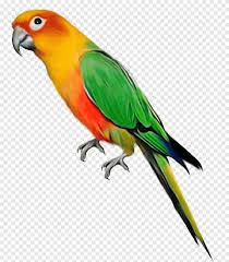 Download it free and share it with more people. Sun Conure Png Images Pngegg