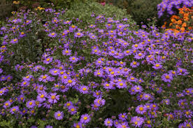 Image result for Amellus