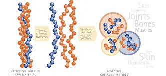 Jun 05, 2021 · how to use collagen peptides? Https Www Gelita Com En Products Collagen Peptides Bioactive Collagen Peptides