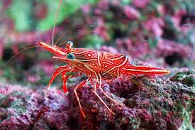 We've put together some instructions for you to get the most out of. Camel Shrimp Detailed Guide Care Diet And Breeding Shrimp And Snail Breeder