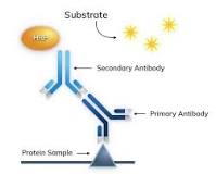 Chemiluminescent Western blots: Everything You Need to Know