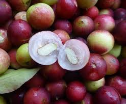 Camu Camu Dicas De Alimentacao Acerola Frutas Alimentacao