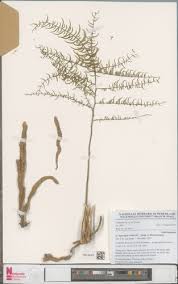 Image result for Asparagus flagellaris