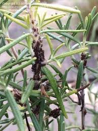 How to diagnose black spots on lips? Garden Pests And Diseases Please Id These Eggs Pests On My Rosemary 3 By Ccshambhala