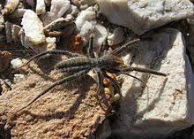 Presumably if there were many camels who wanted to protect themselves, they would work together. Solifugae Wikipedia
