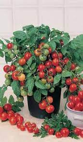 Quick growing, small tomato plants almost completely cover themselves in scarlet fruits. Tomato Seeds Cherry Tiny Tim Heirloom The Rusted Garden