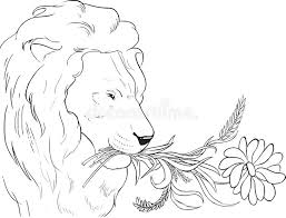 They mainly dwell in the canyons, foothills and woodlands. Coloring Page Lion Shall Eat Straw Stock Vector Illustration Of Animal Plant 101507531
